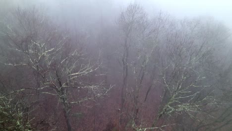 Antena-Lenta-Sobre-Las-Copas-De-Los-árboles-En-Condiciones-De-Niebla-Pesada-Y-Niebla,-Búsqueda-Y-Rescate