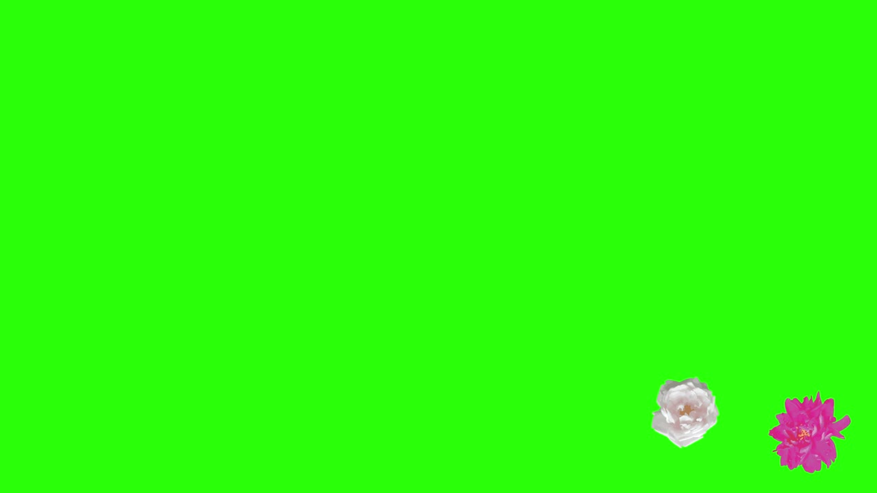 다채로운 장미 꽃 요소 애니메이션 크로마 키, 그래픽 소스