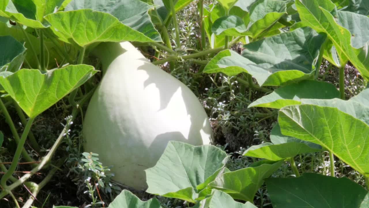 Hawaiian ipu gourd (Lagenaria Siceraria) growing on the vine, showing its texture, leaves, and natural light. Useful for agriculture, culture, botany, and traditional Polynesian plant footage