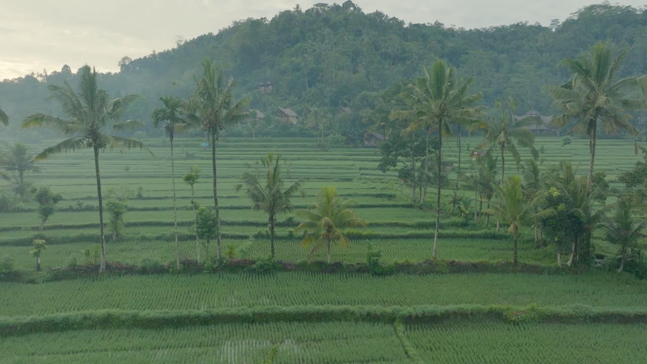 4K drone tracking shot at sunrise over rice fields in Sidemen, Bali with fog and mist. Traditional farming and Balinese rural life from above.