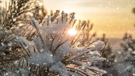 snow falling nature forest trees landscape on white sunny winter day mood. light and bright snow cold time, video loop, cinemagraph video loop