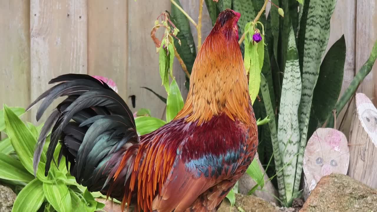 gallo en un jardín
