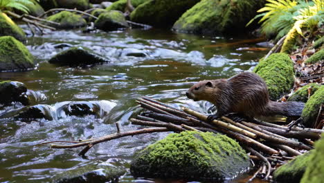 beaver by a creek in a forest