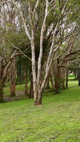 drone navigates through lush eucalyptus forest