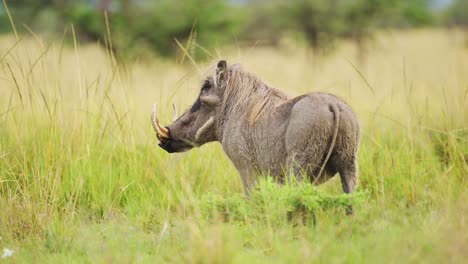 slow motion shot of warthog surveying, watching through the tall lush grass of the colourful grasslands, african wildlife in maasai mara national reserve, kenya