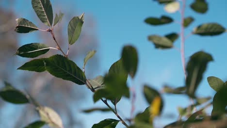 bush branches with small leaves sway in strong autumn wind