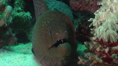 anguila de morena gigante frente a la cámara de cerca desde el frente