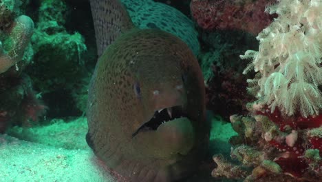 giant moray eel facing camera close up from front