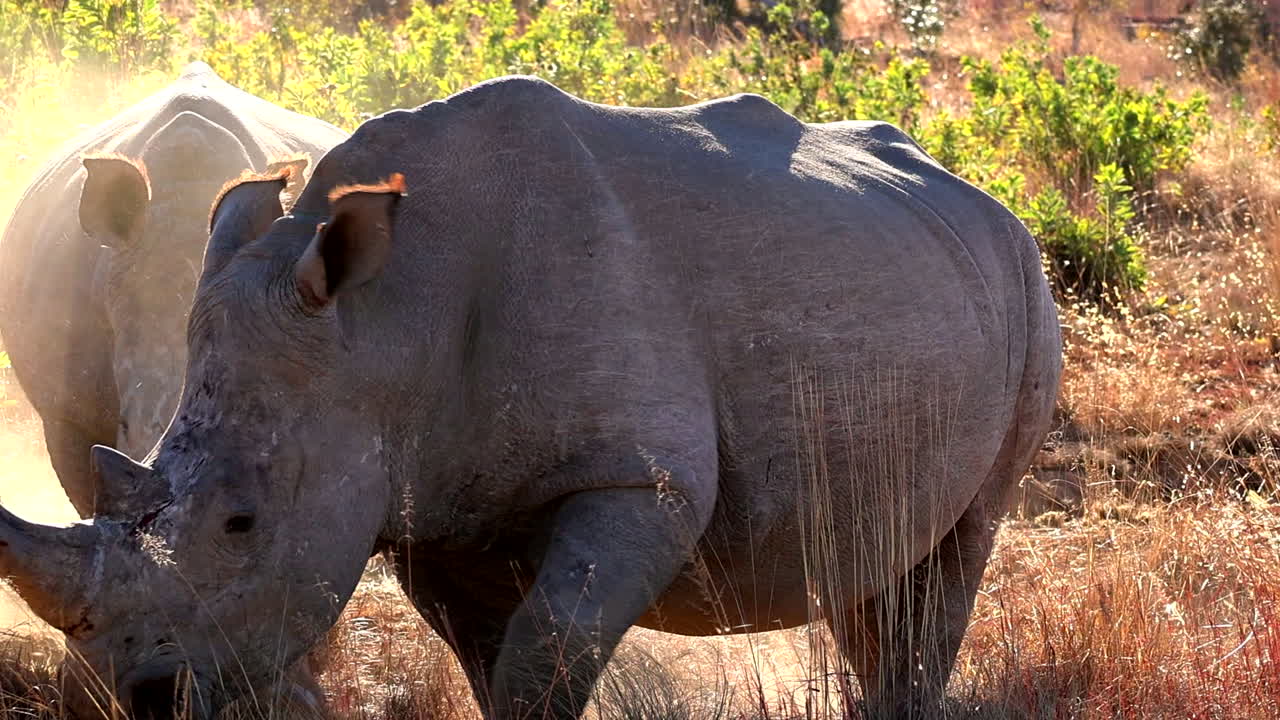 Two large Rhino bulls walk away in a cloud of dust, their scarred faces a reminder of the intense territorial battles in the African savannah