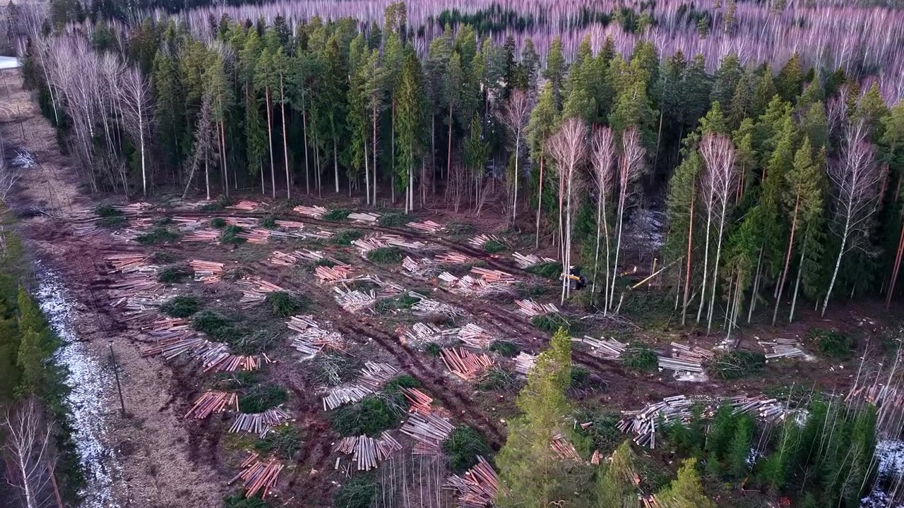 Devastating deforestation from an aerial perspective showing a clear cut area with piles of logs