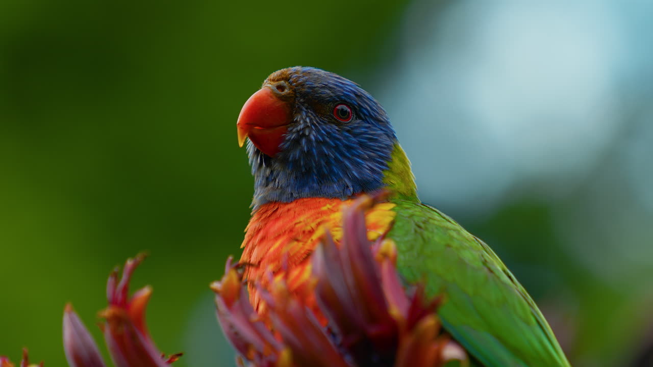 호주의 야생에서 무지개 lorikeet 앵무새 lory