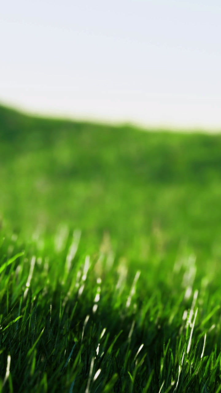 Sunlight dances on lush green grass creating a serene scene in nature