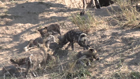 Afrikanische-Wildhundewelpen-Streiten-Miteinander-Und-Folgen-Ihrer-Mutter