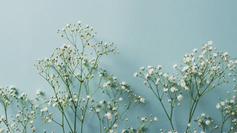 Video-of-multiple-white-flowers-and-copy-space-on-blue-background