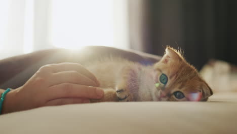 The-owner's-hand-is-playing-with-a-cute-ginger-kitten-by-the-window