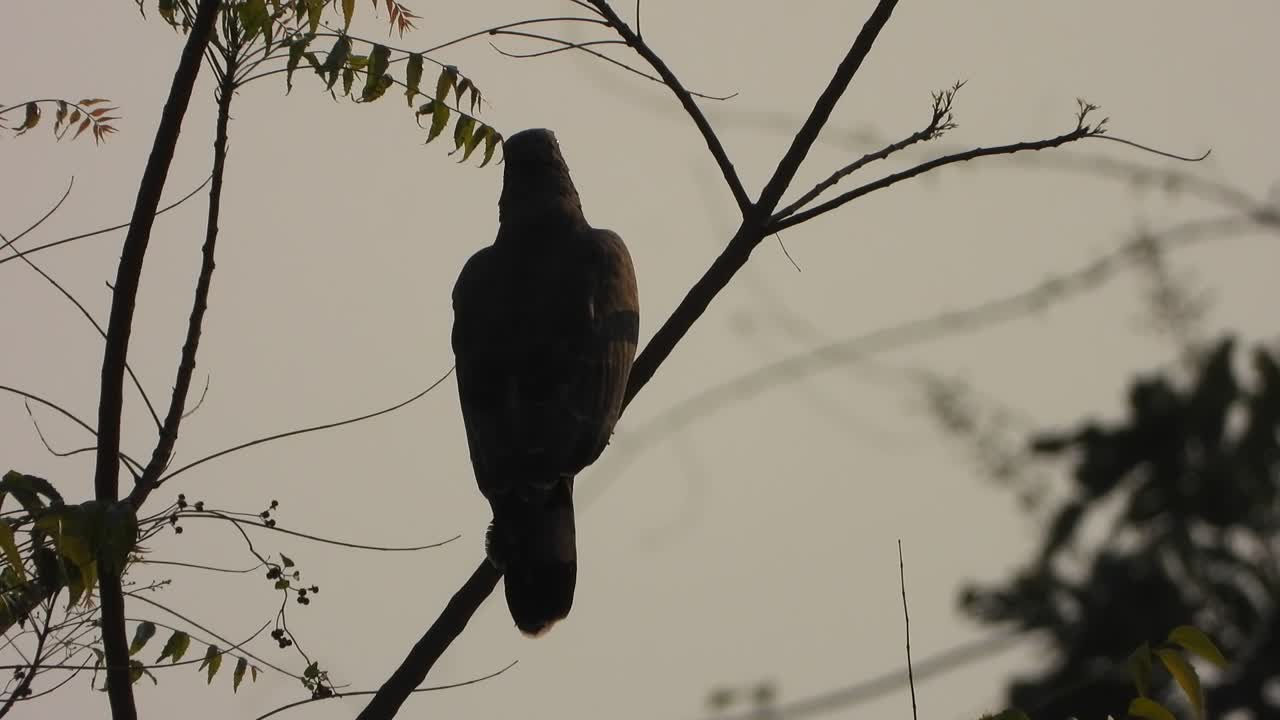 hermosa águila en el árbol esperando palanca