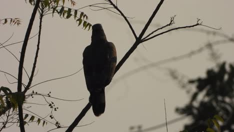 Hermosa-águila-En-El-árbol-Esperando-Palanca