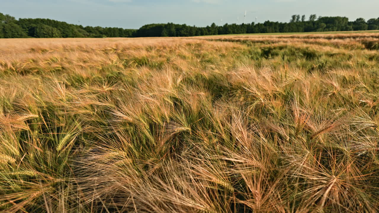 Golden Fields of Grain A Breathtaking Scenic Landscape of Summer Wheat, Perfectly Ready for Harvesting in the Beautiful Countryside, Showcasing the Essence of Agriculture and Farming