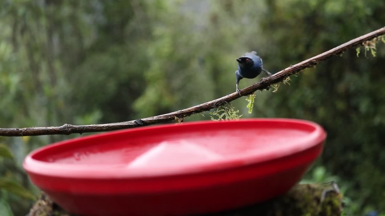Filmato stabile a mano nella Riserva di Zuroloma che cattura un Tangara Montano che salta da un ramo muschioso a una ciotola d'acqua rossa per poi volare fuori campo nella foresta pluviale andina