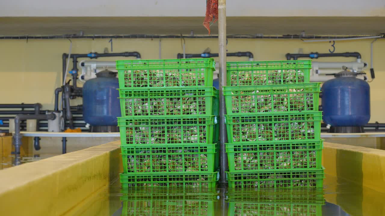 disparo descendente de una pila de mariscos que se baja para ser lavados para la venta