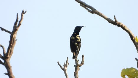 Hummingbird-in-tree-just--for-chilling-