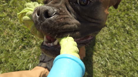 dog biting a toy. take in first person
