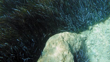 Pradera-De-Pastos-Marinos-Bajo-La-Superficie-Del-Agua-Del-Mar-Jónico-En-Cefalonia,-Grecia