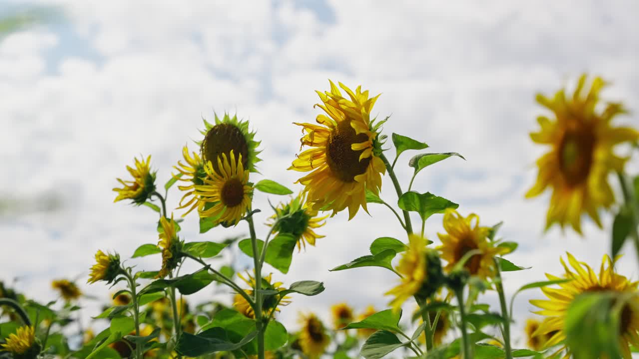 Beautiful sunflower swaying gently in slow motion with a field of sunflowers in the background under cloudy sky
