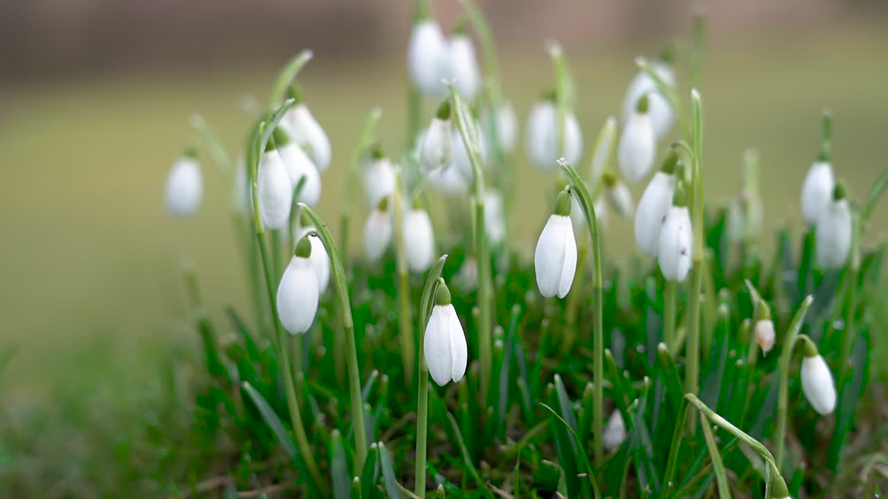 primer plano de las flores de los copos de nieve en el parque