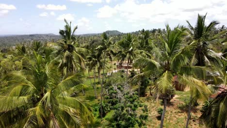 aerial view of a village with palm trees in east africa on the kenyan coast