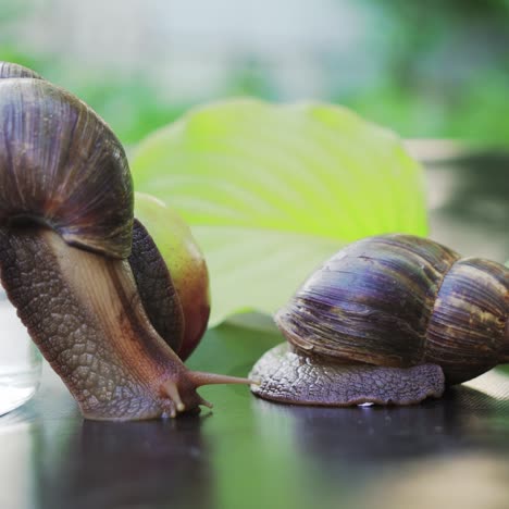 giant african land snails is crawling. domestic shellfish with healing mucus.
