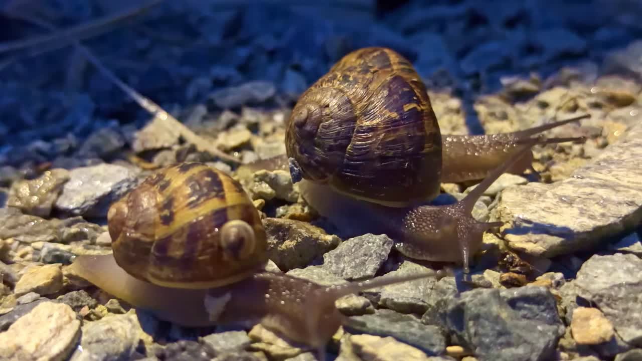 Nærbilde av snegler som kryper over grus om natten, med en som sover på en annen i naturlige omgivelser.