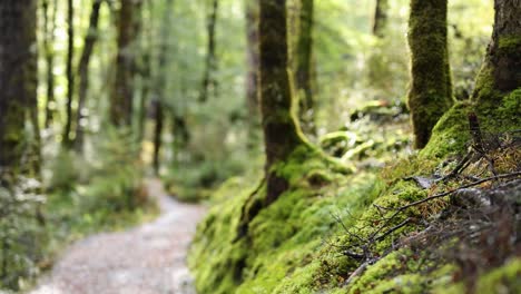 camera glides along a winding forest path surrounded by moss-covered trees in soft daylight, capturing tranquil, vibrant new zealand rainforest scenery