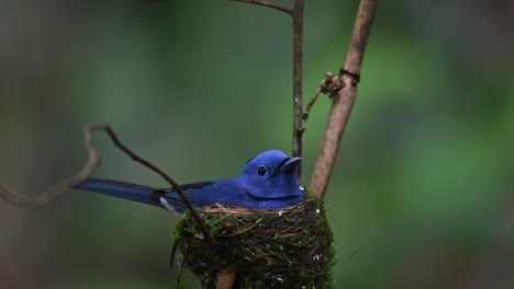 Male-individual-seen-on-the-nest-flies-away-exposing-the-nestling-the-female-arrives-to-eat-the-fecal-sac,-bit-yucky-to-watch-to-be-honest,-Black-naped-Blue-Flycatcher,-Hypothymis-azurea,-Thailand