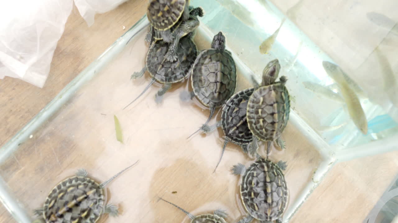 Small Baby Turtles In An Aquarium - medium shot