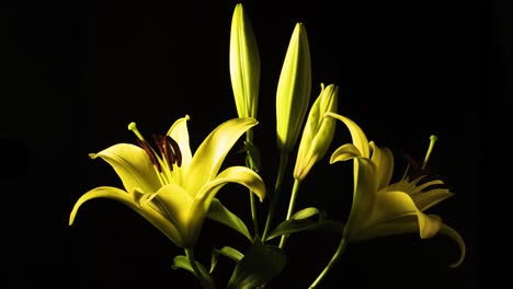 bunch of yellow lily opening on black background