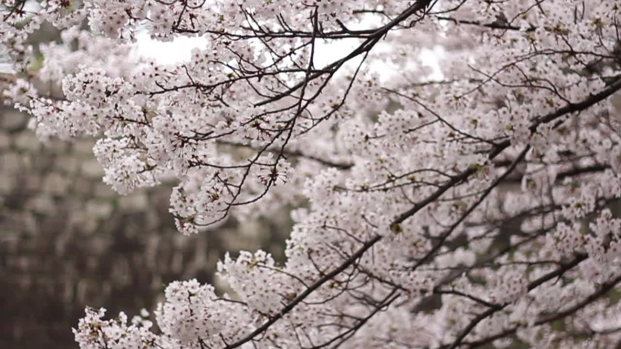 video de inclinación vertical de sakura esponjoso en plena floración con piedras del castillo de osaka en el fondo