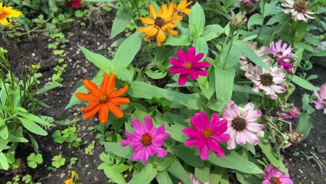 Butterfly-on-colorful-zinnia-flowers,-close-up