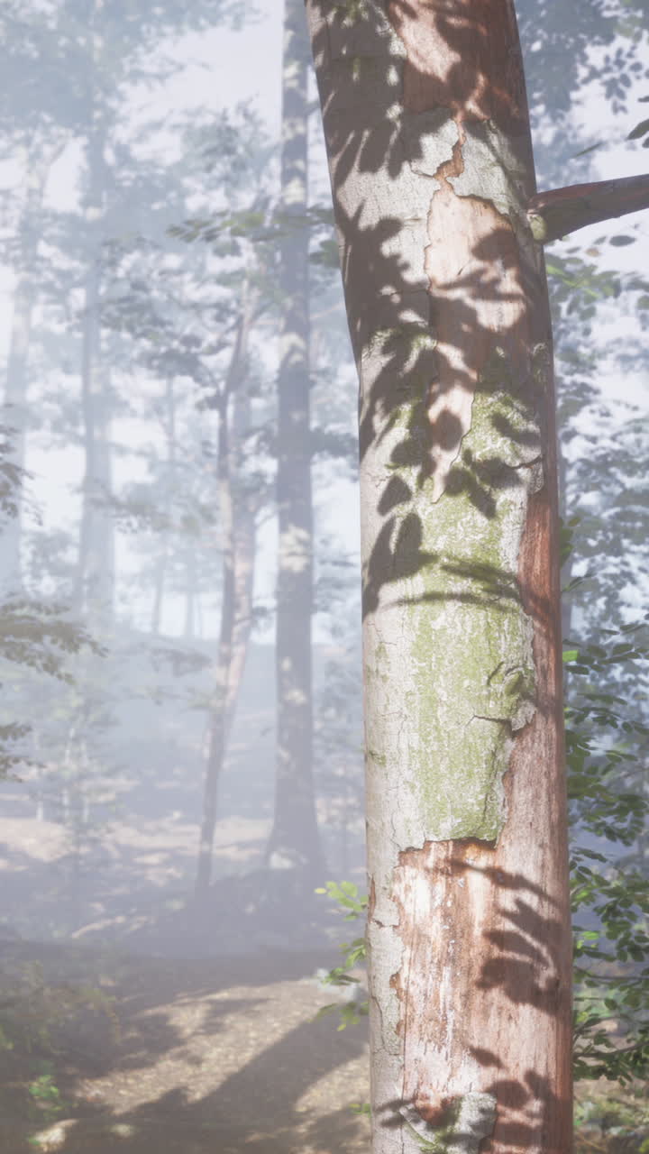 나무 를 통해 빛 을 필터링 하는 안개 로 된 숲 길