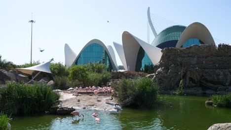 flamingos and other birds bathe in a pond outside l'oceanogràfic in valencia's city of arts and sciences. europe’s largest oceanographic park features over 500 marine species, including sharks.