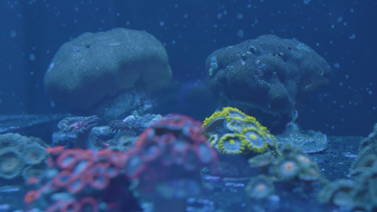 un acuario marino muestra hermosas anémonas rojas y amarillas
