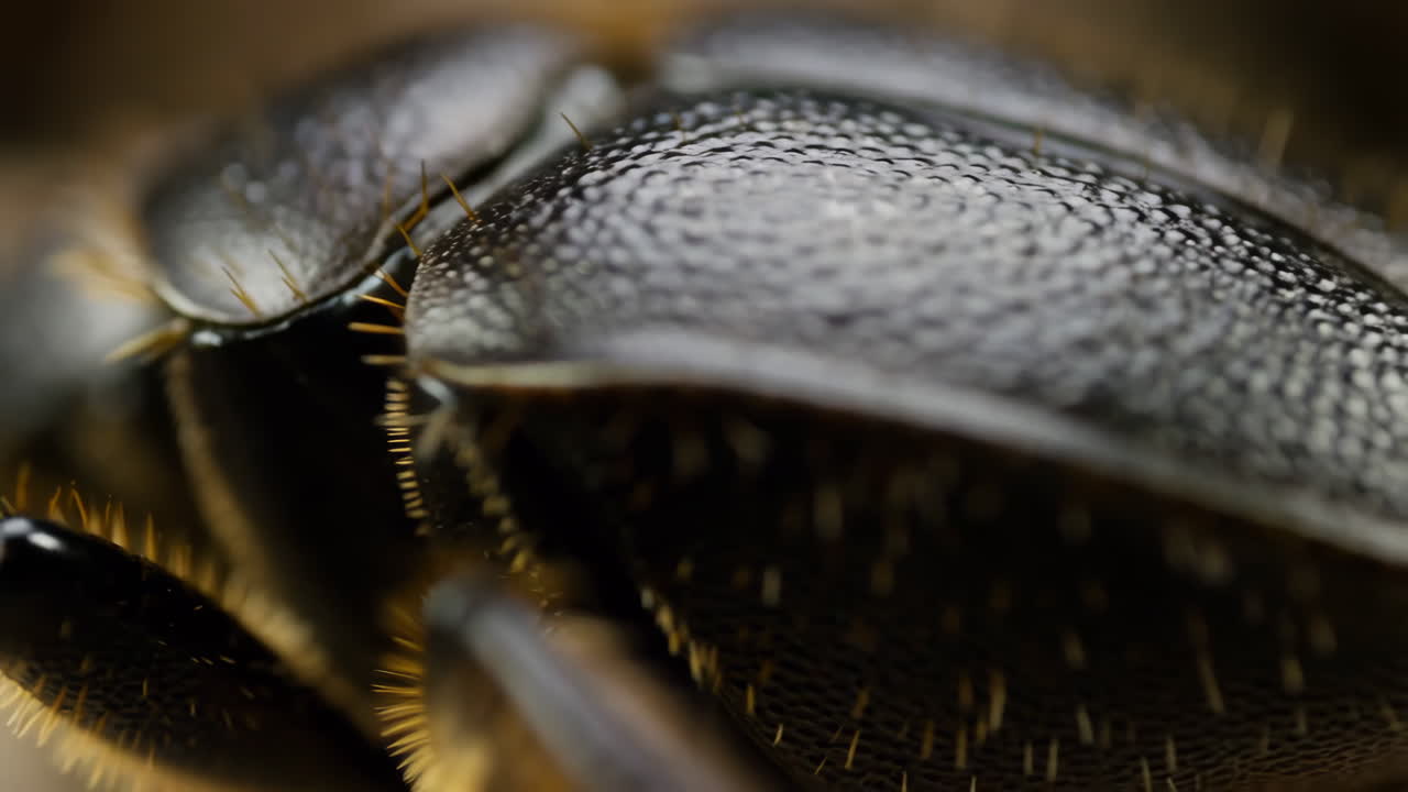 Macro Close-up of an Insect's Textured Exoskeleton