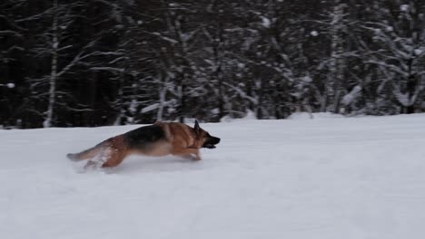 active energetic german shepherd runs through snowdrifts after flying saucer, jumps and catches it with teeth.