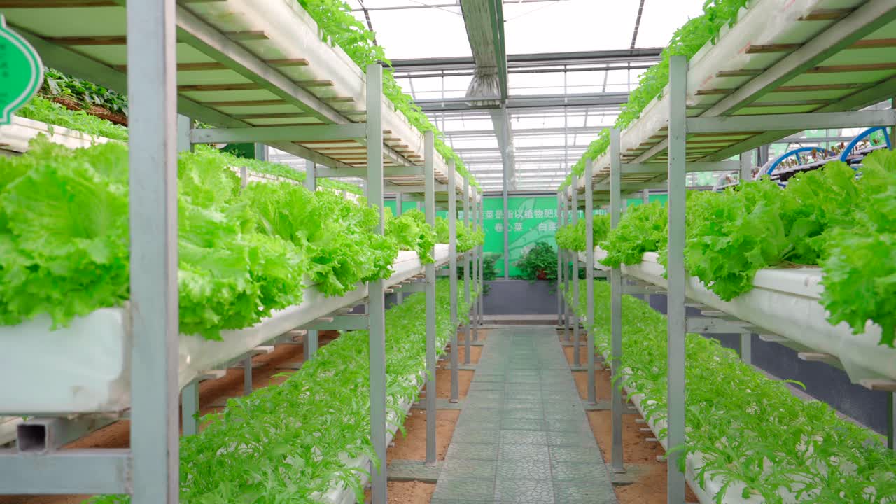 Soilless cultivation，Lettuce planting，Science and technology agriculture，Greenhouse