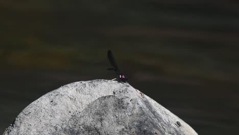 Visto-Posado-En-La-Roca-Mientras-Trata-De-Lamer-Algo-De-La-Superficie-Dura,-También-Se-Encuentran-Moscas-Descansando,-El-Río-Fluye