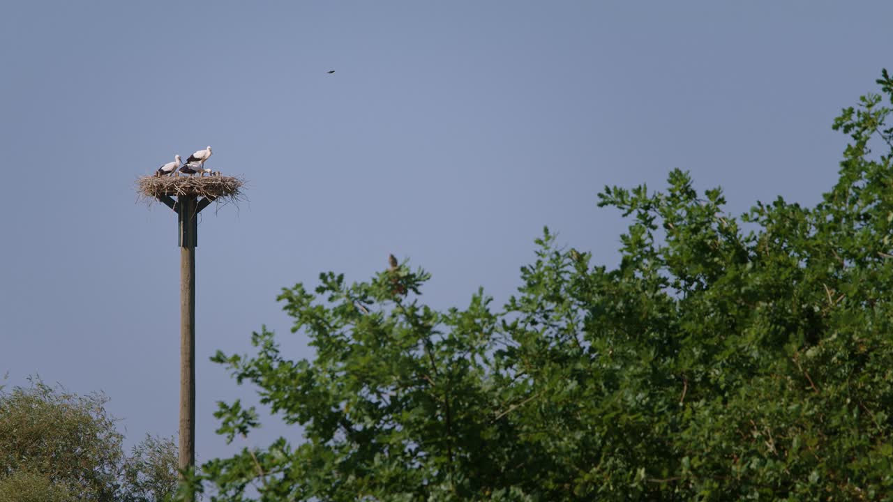 맑은 여름날 부화한 황새 둥지 – 100fps로 4k로 촬영