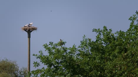 stork nest with hatchlings on a clear summerday – filmed in 4k with 100fps