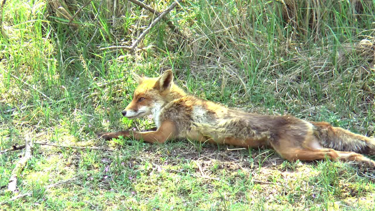 un zorro rojo bosteza, se estira y se rasca