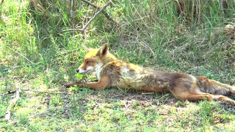 a red fox yawns, stretches and scratches itself