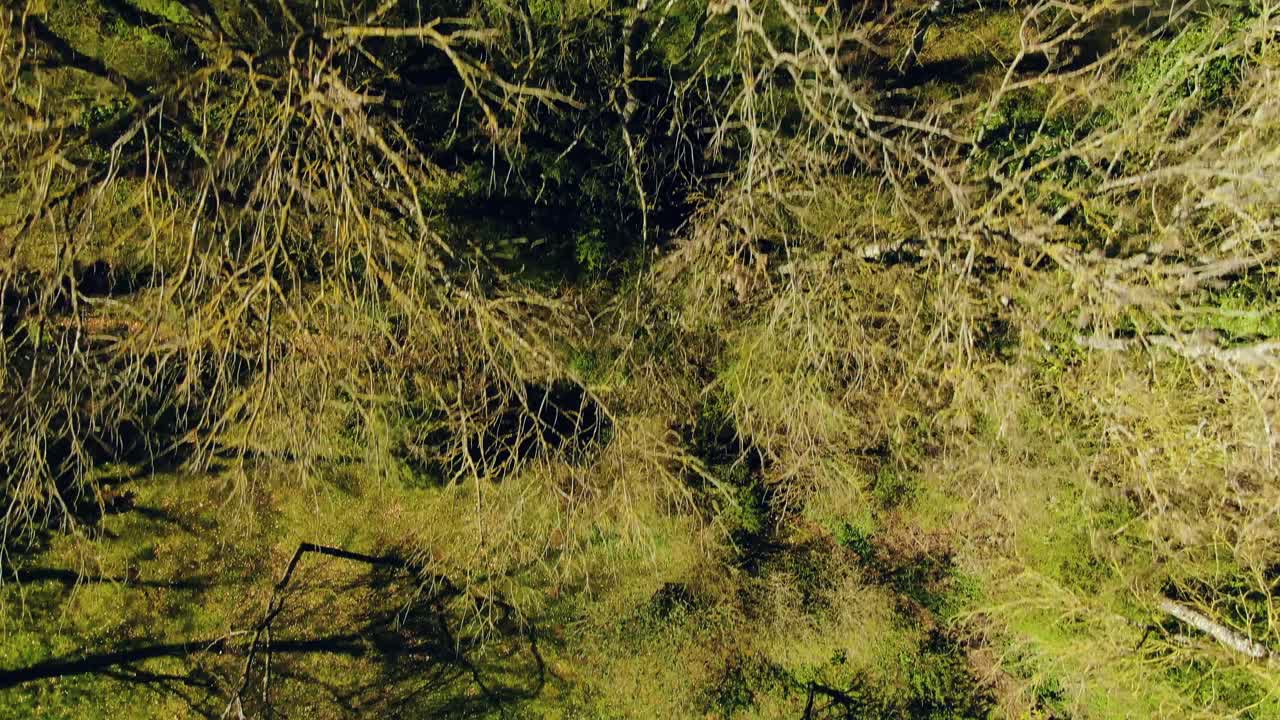 Top view of the Tree's